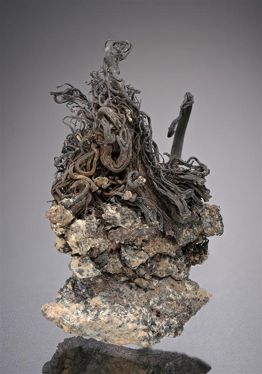 CC18814 specimen image