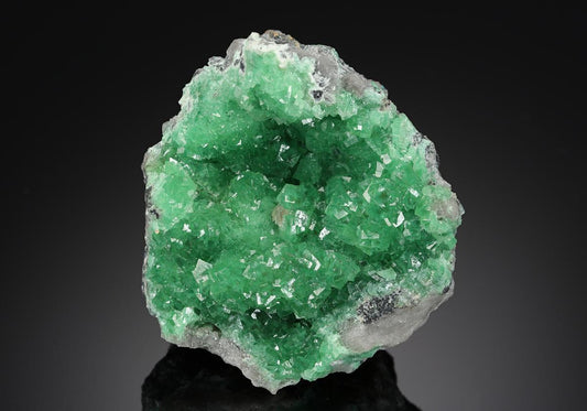 CC18890 specimen image