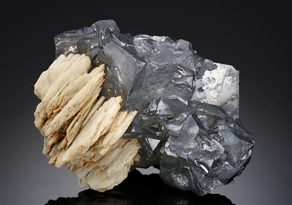 CC19028 specimen image