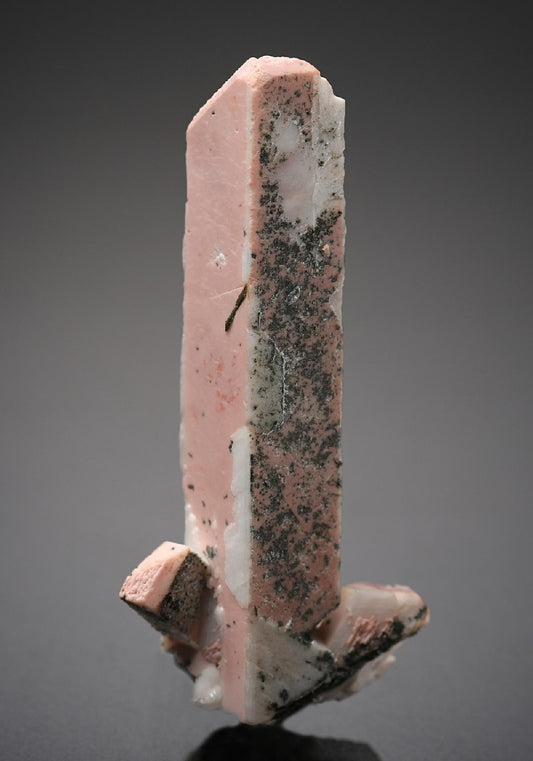 CC19085 specimen image