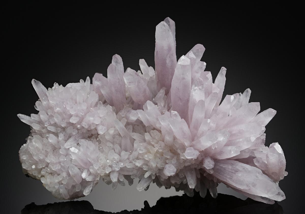 CC19120 specimen image