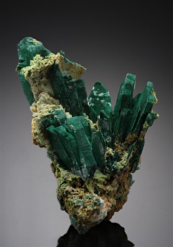 CC19146 specimen image