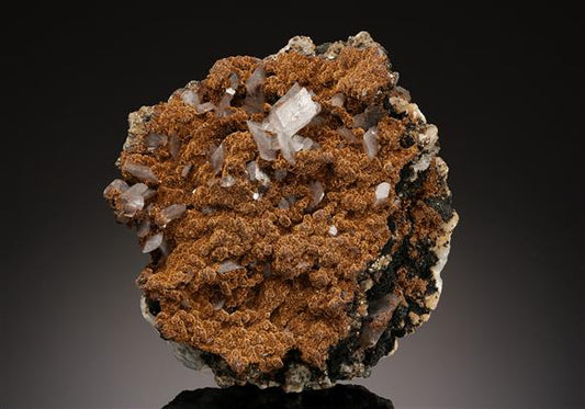 CC19178 specimen image