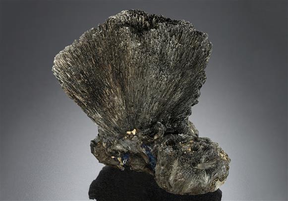 CC19190 specimen image