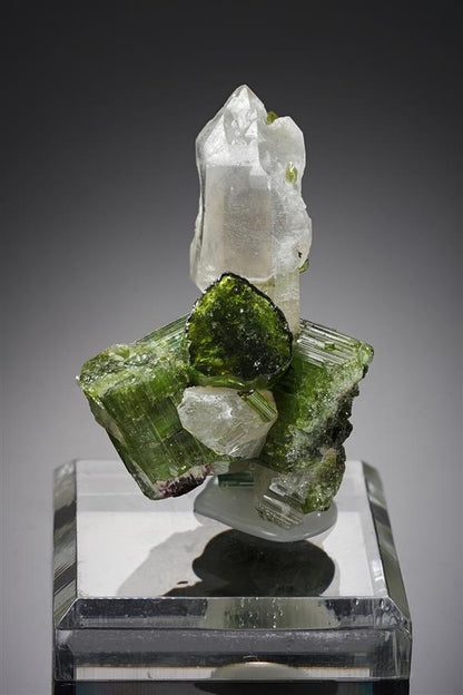 CC19237 specimen image