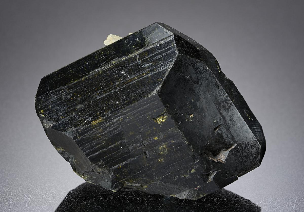 CC19261 specimen image
