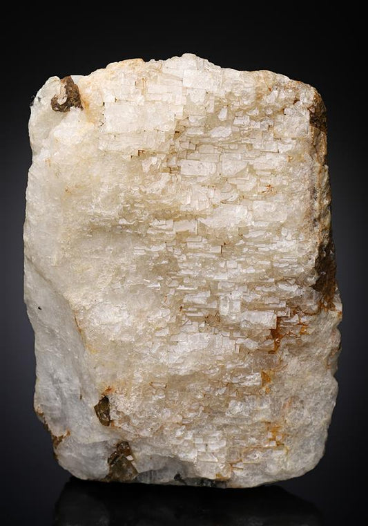 CC19273 specimen image