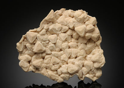 CC19289 specimen image