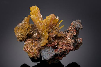 CC19338 specimen image