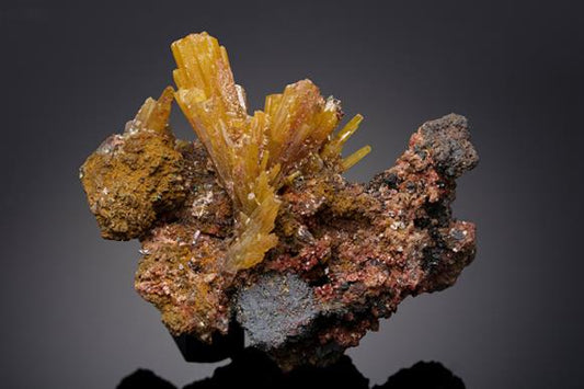 CC19338 specimen image