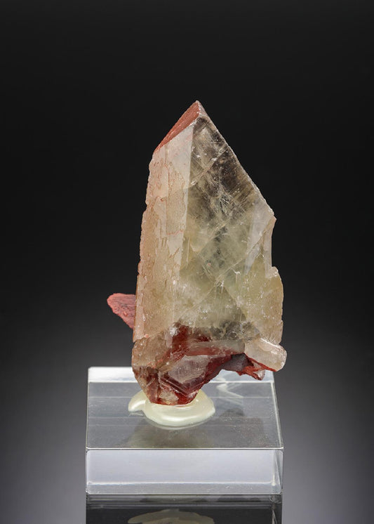 CC19384 specimen image