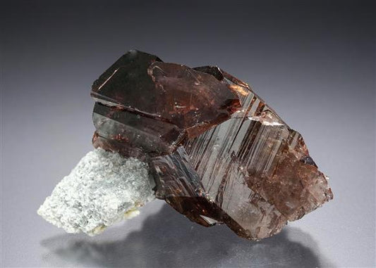 CC19408 specimen image