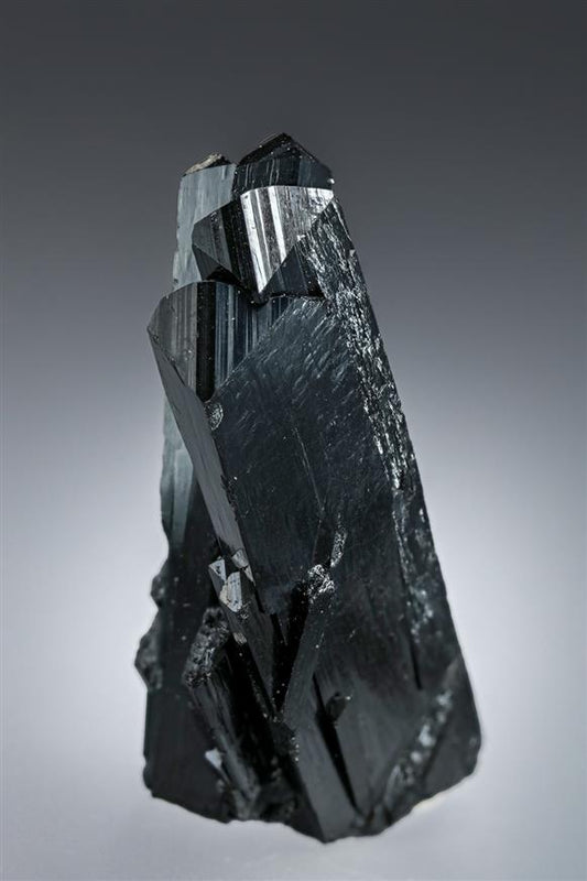 CC19411 specimen image
