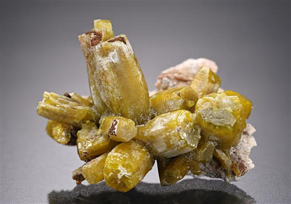 CC19440 specimen image