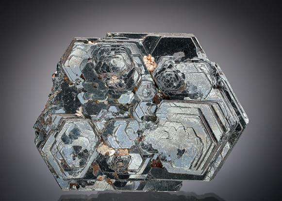 CC19470 specimen image
