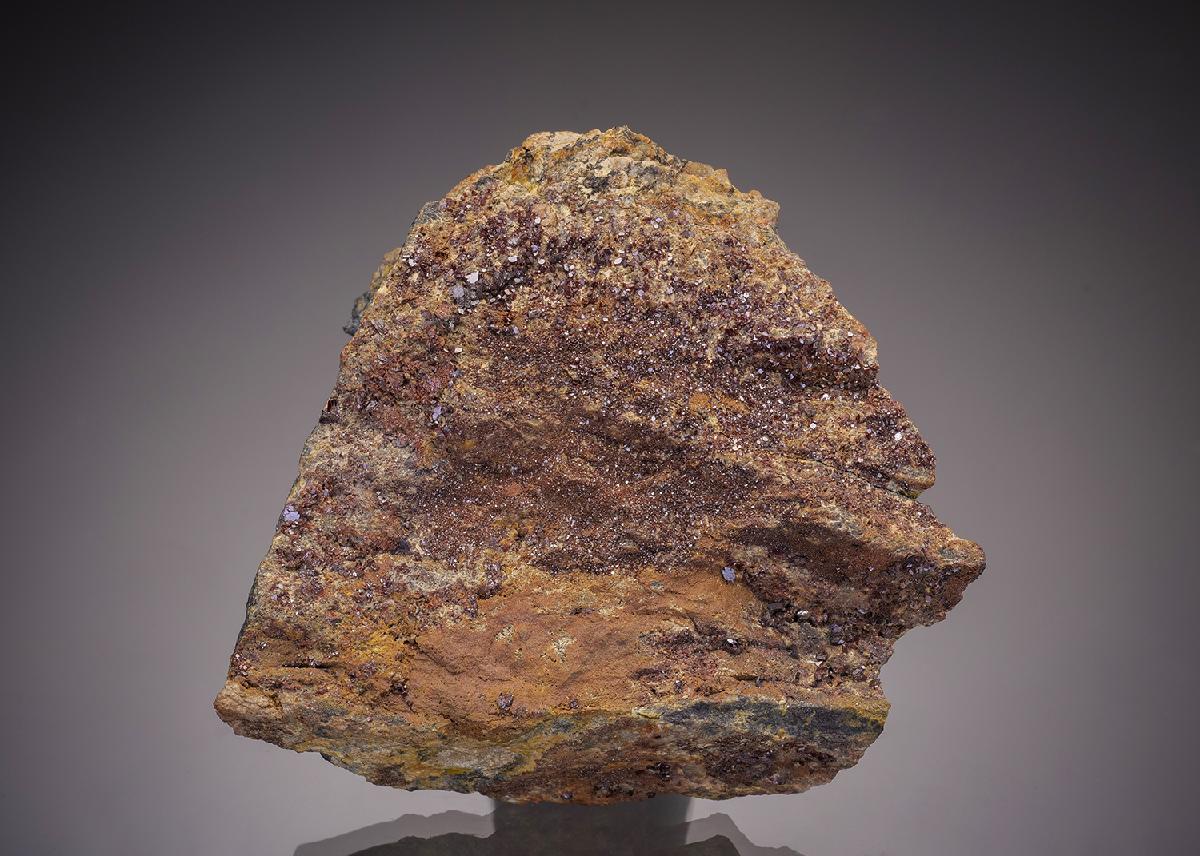 CC19483 specimen image