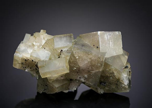 CC19519 specimen image