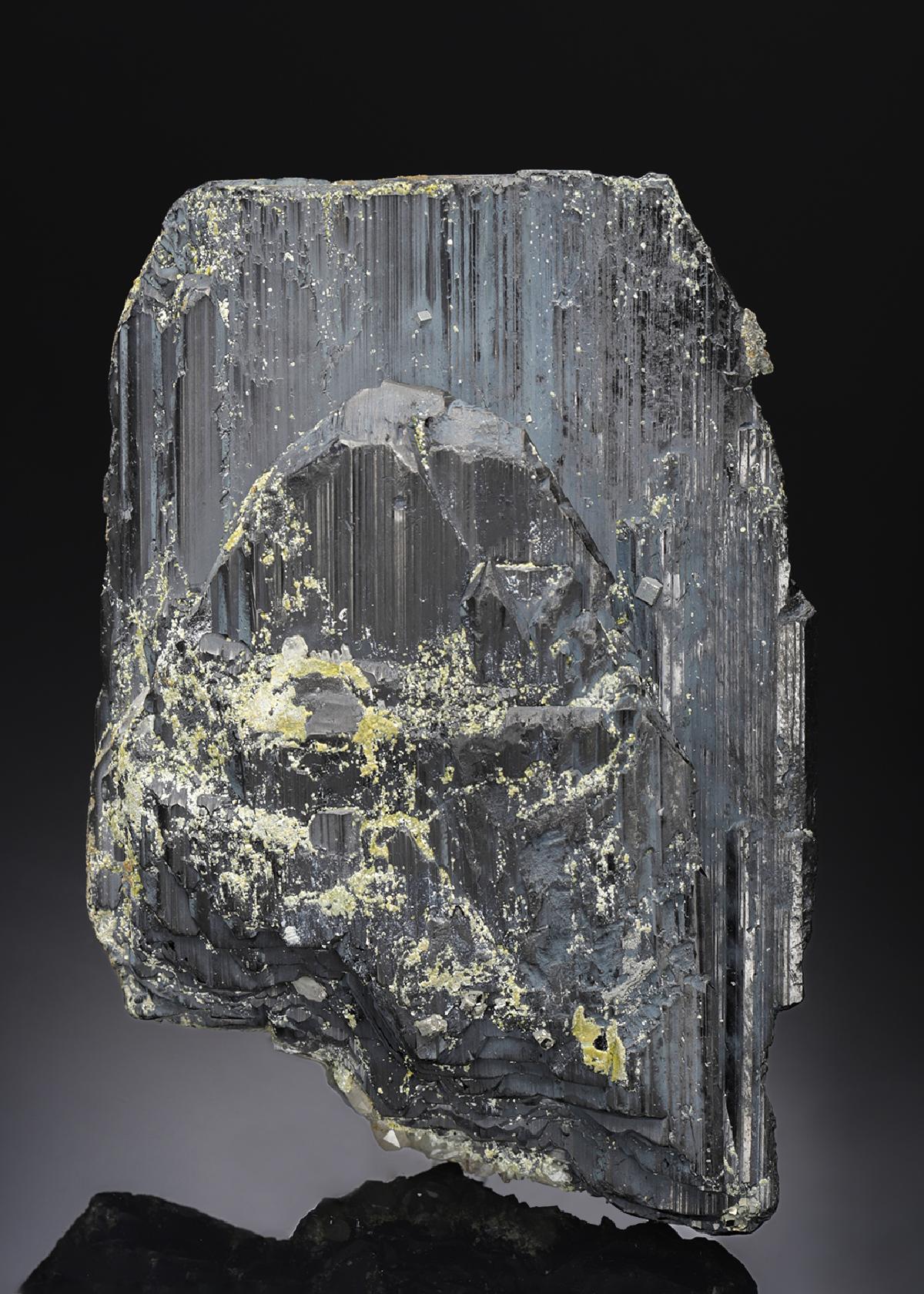 CC19552 specimen image