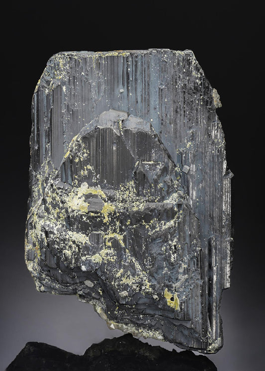 CC19552 specimen image