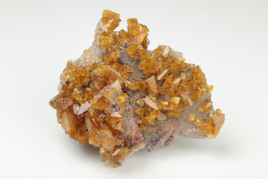 CC19554 specimen image