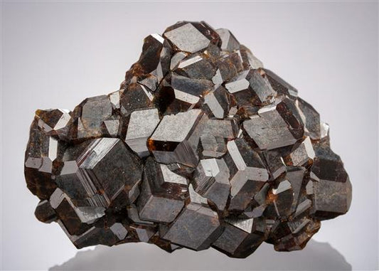 CC19557 specimen image