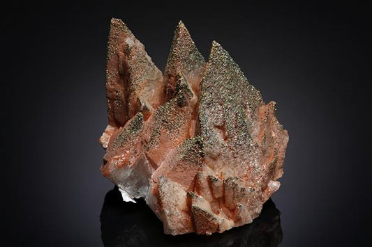 CC19572 specimen image