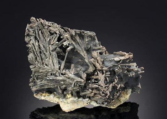 CC19573 specimen image