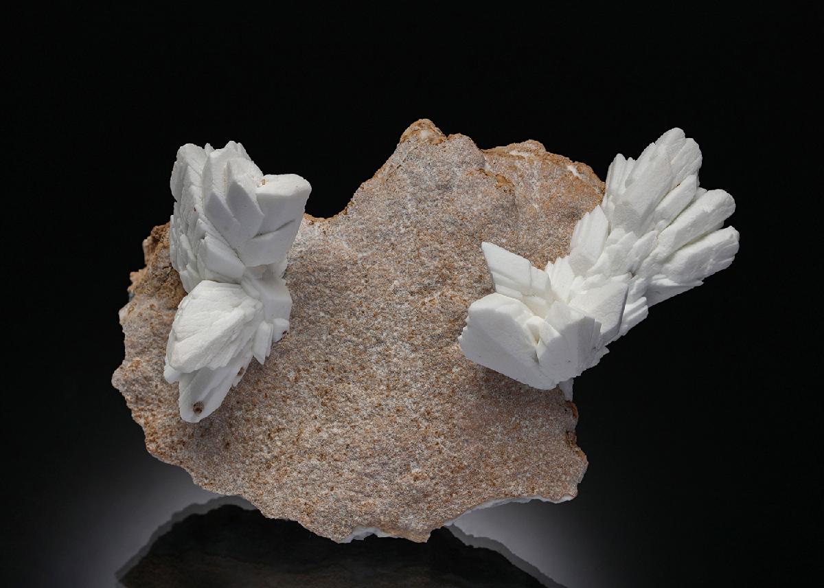 CC19603 specimen image