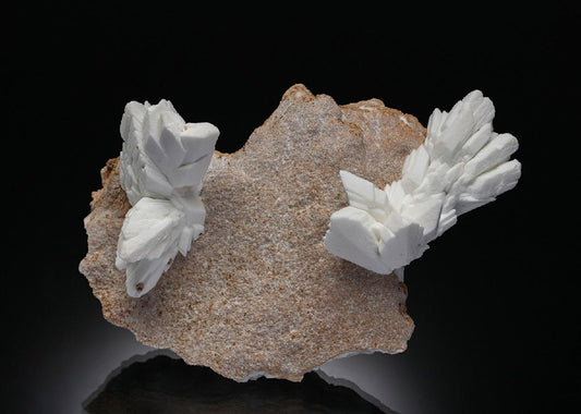 CC19603 specimen image