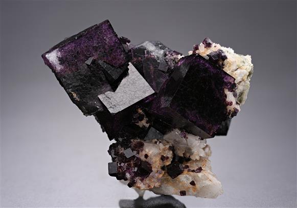 CC19627 specimen image