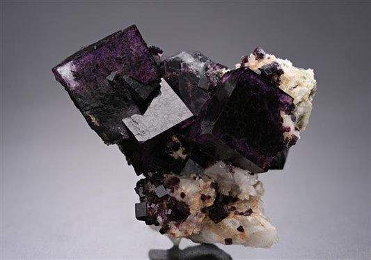 CC19627 specimen image