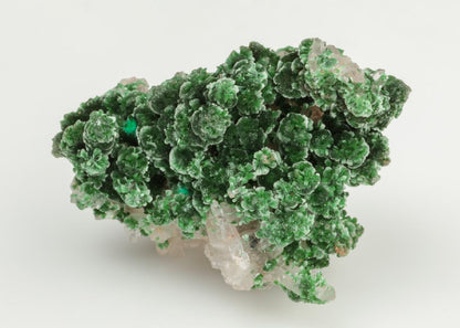 CC19636 specimen image