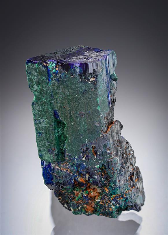 CC19663 specimen image
