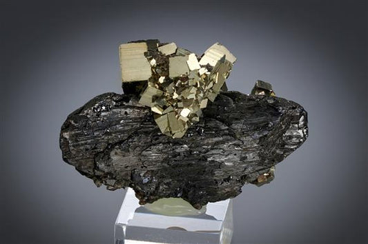 CC19664 specimen image