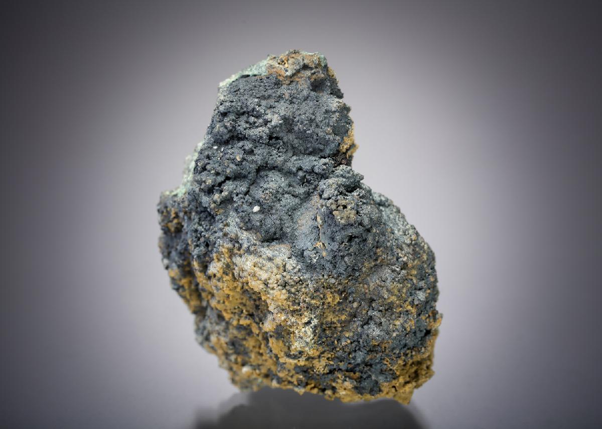 CC19667 specimen image
