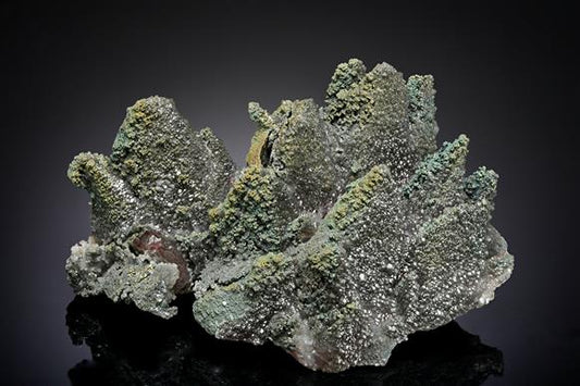 CC19668 specimen image