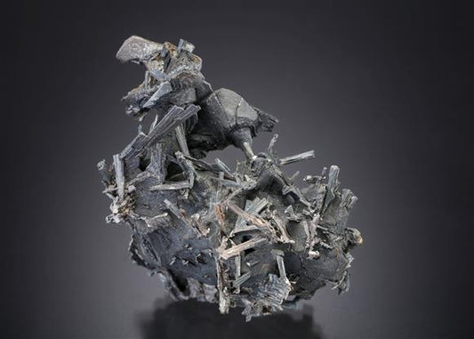 CC19669 specimen image