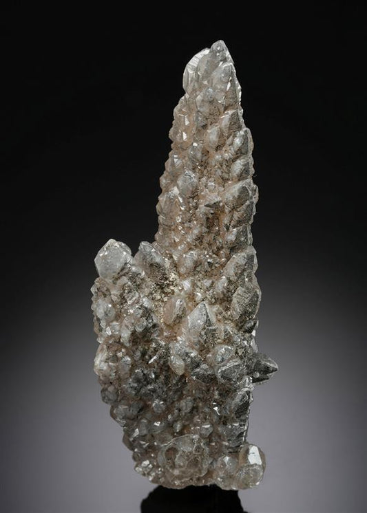 CC19677 specimen image