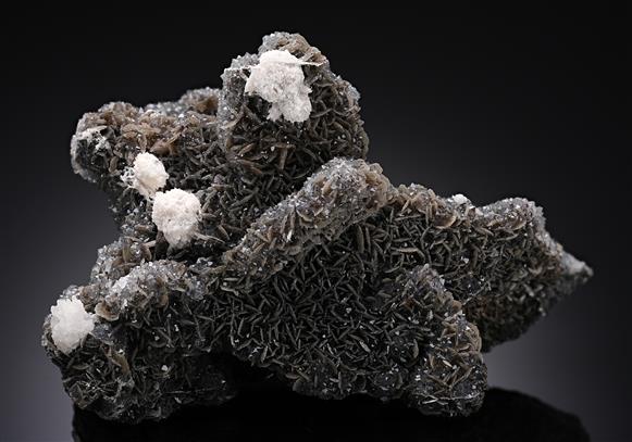 CC19680 specimen image