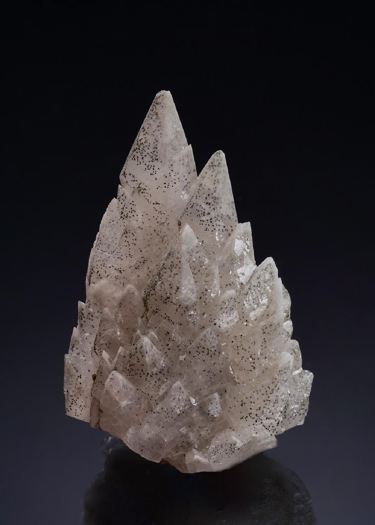 CC19686 specimen image