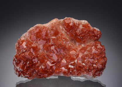 CC19691 specimen image