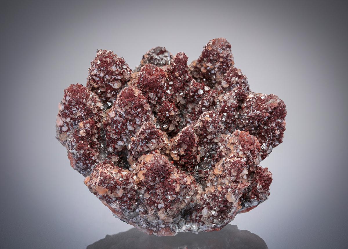 CC19698 specimen image