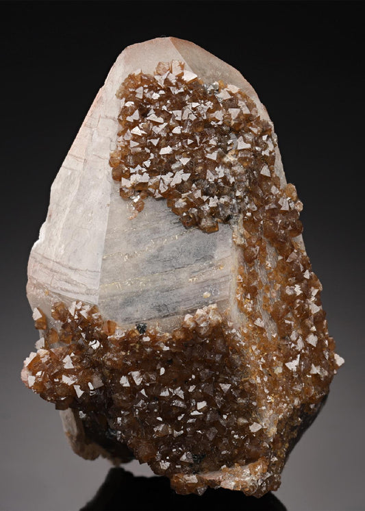 CC19704 specimen image