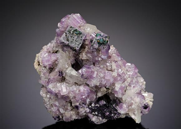 CC19718 specimen image