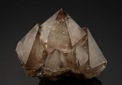 CC19744 specimen image