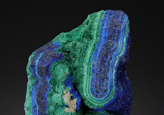 CC19772 specimen image