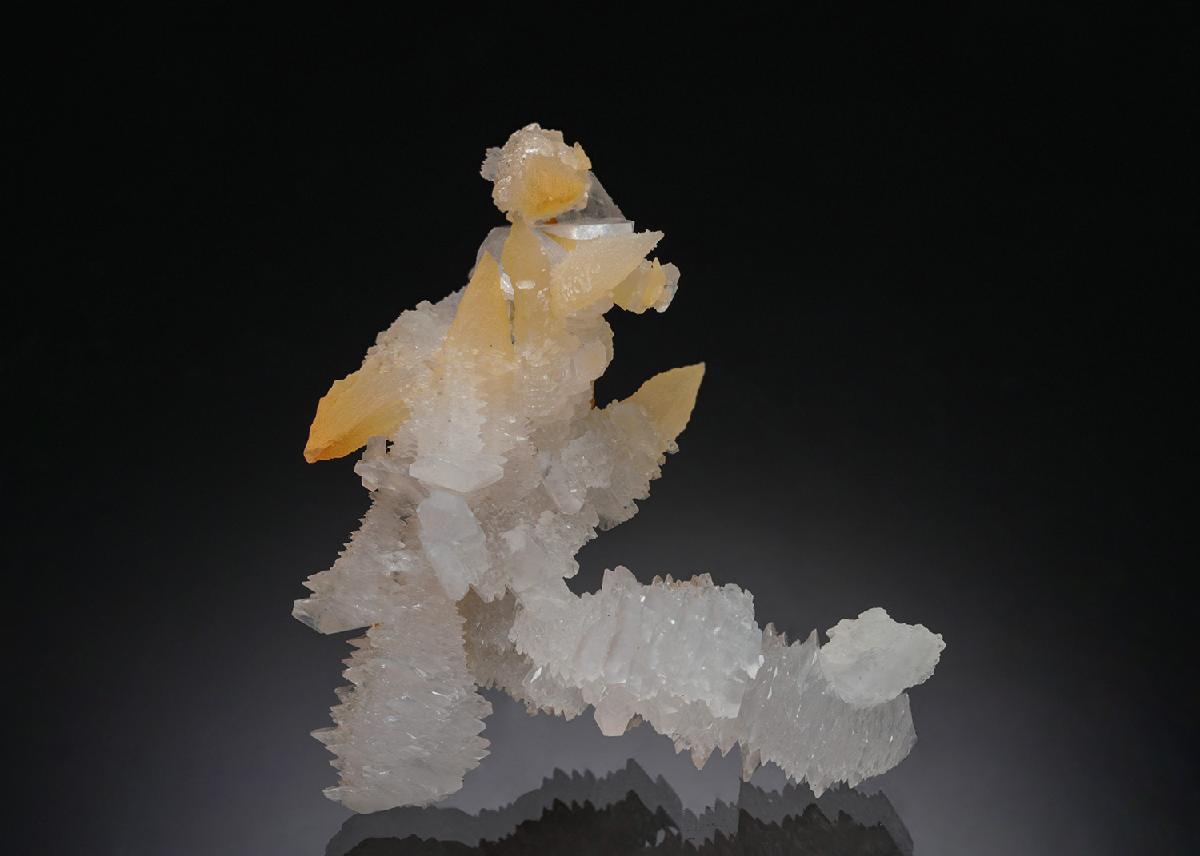 CC19788 specimen image