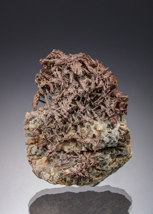 CC19794 specimen image