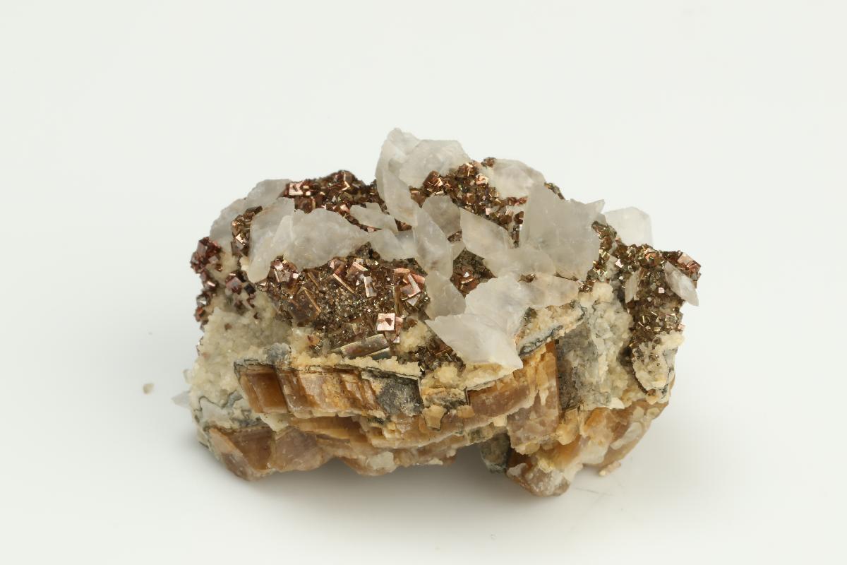 CC19795 specimen image