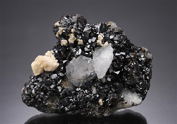 CC19814 specimen image